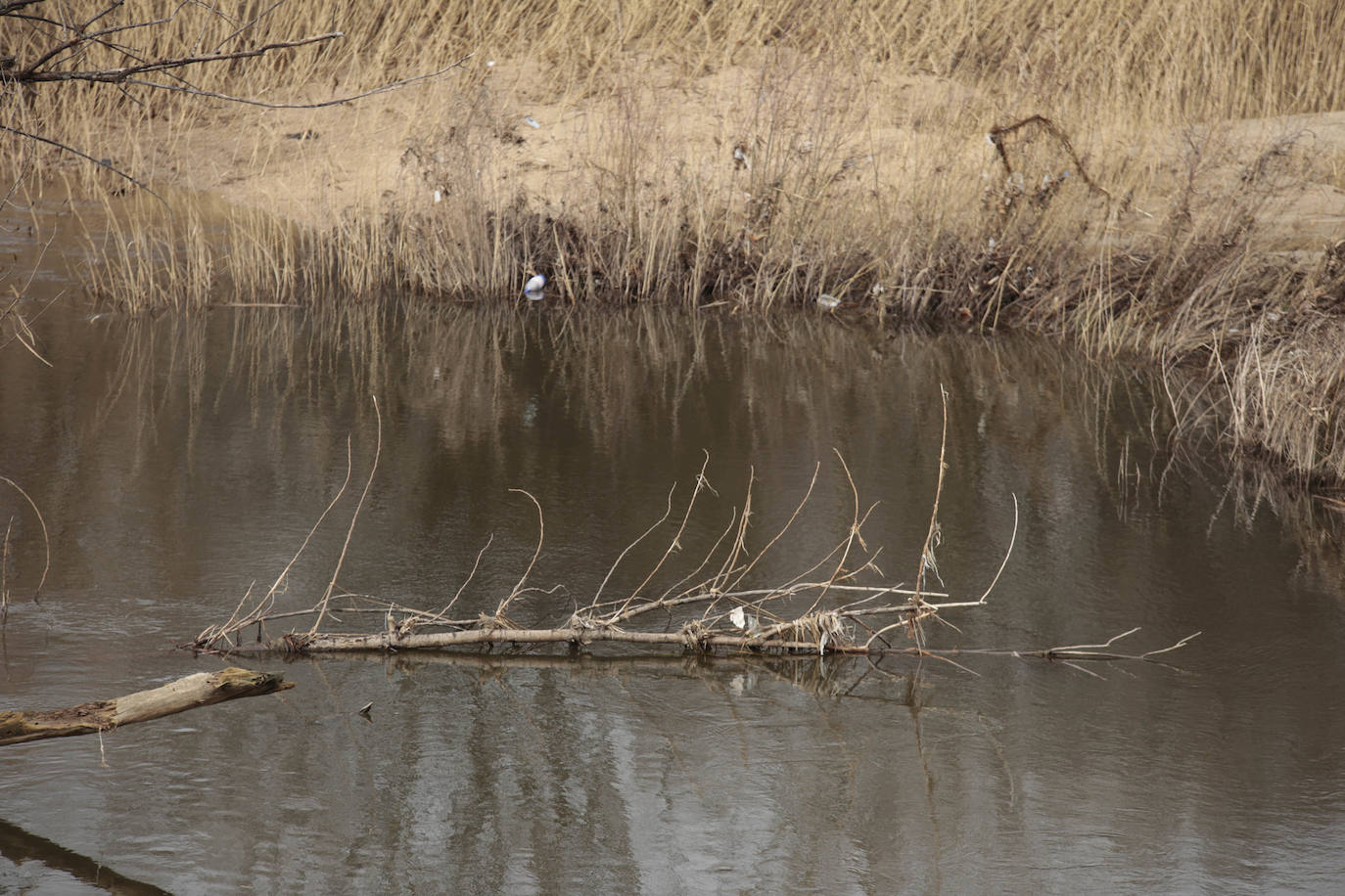 La crecida del río llena de &#039;basuraleza&#039; la ribera del Tormes