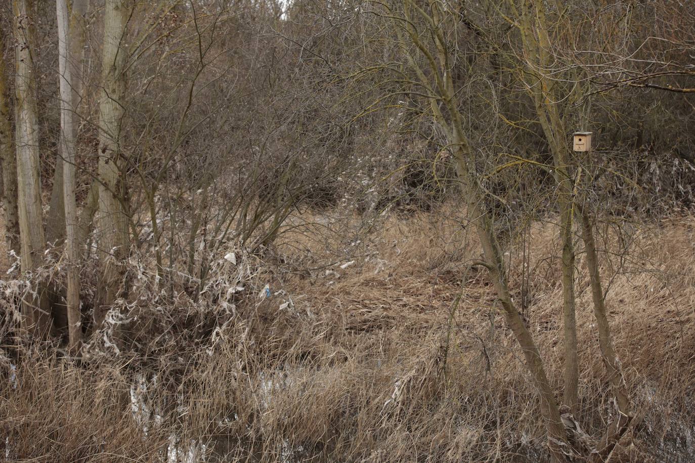 La crecida del río llena de &#039;basuraleza&#039; la ribera del Tormes