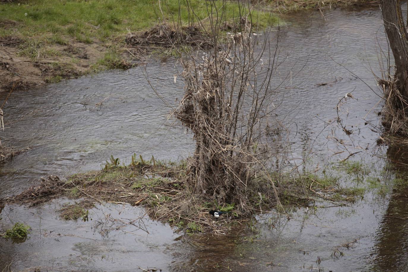 La crecida del río llena de &#039;basuraleza&#039; la ribera del Tormes