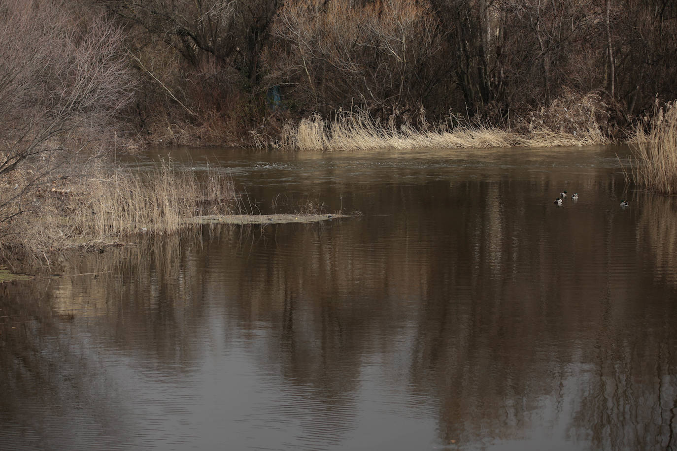 La crecida del río llena de &#039;basuraleza&#039; la ribera del Tormes