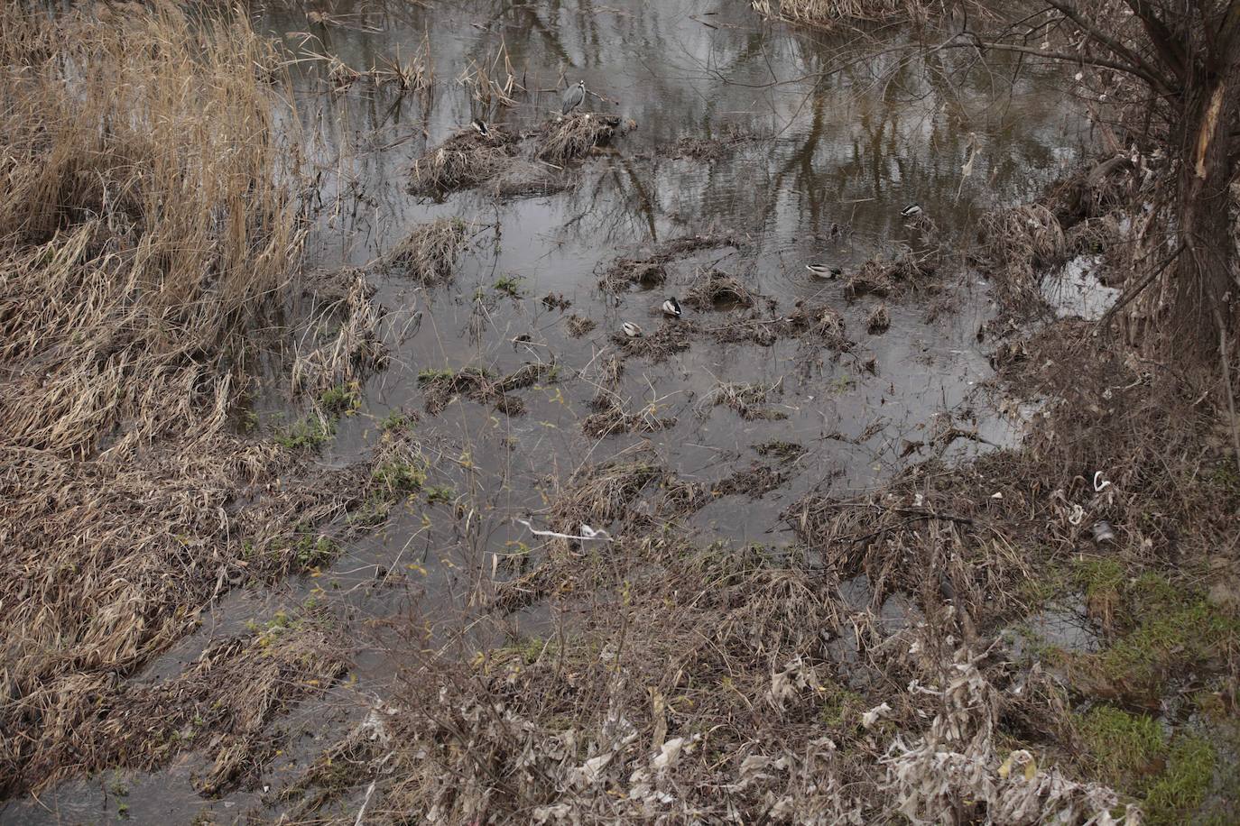 La crecida del río llena de &#039;basuraleza&#039; la ribera del Tormes