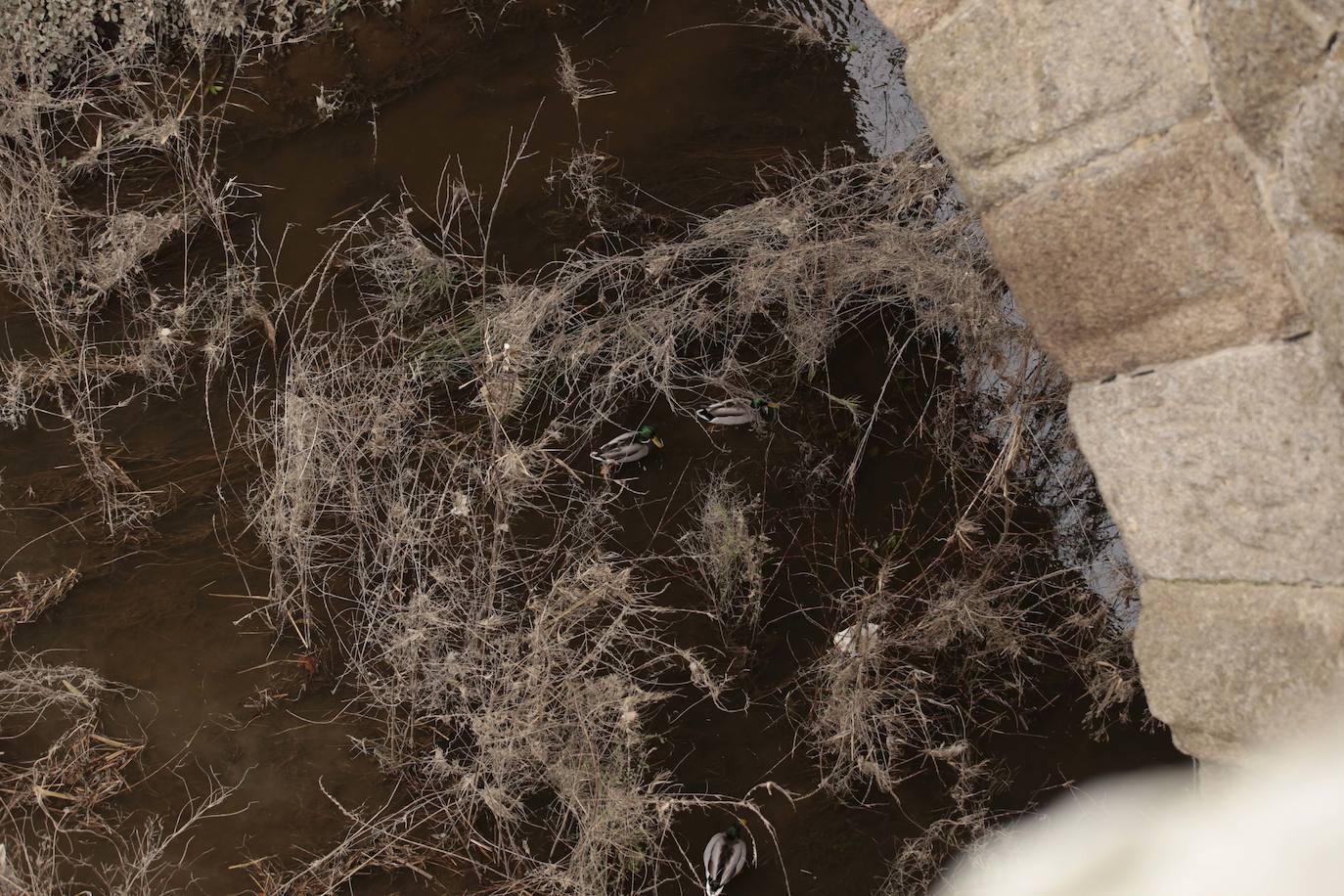 La crecida del río llena de &#039;basuraleza&#039; la ribera del Tormes