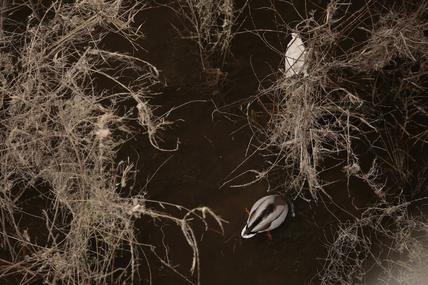 La crecida del río llena de &#039;basuraleza&#039; la ribera del Tormes
