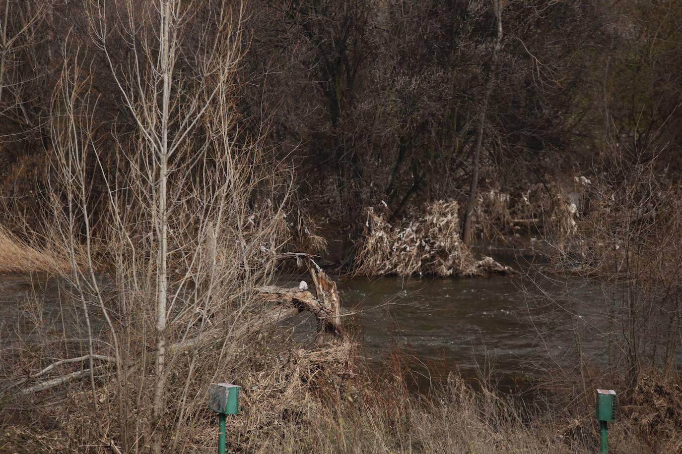 La crecida del río llena de &#039;basuraleza&#039; la ribera del Tormes