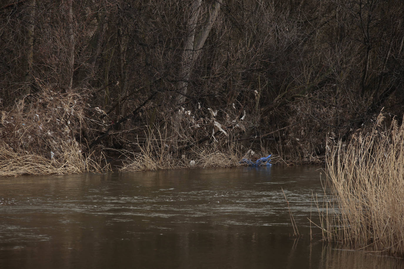 La crecida del río llena de &#039;basuraleza&#039; la ribera del Tormes
