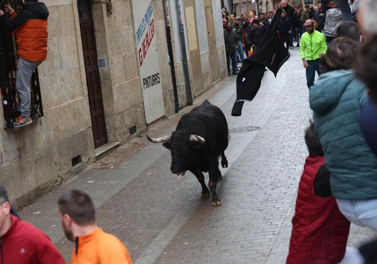 Ciudad Rodrigo despide los encierros sin graves incidentes