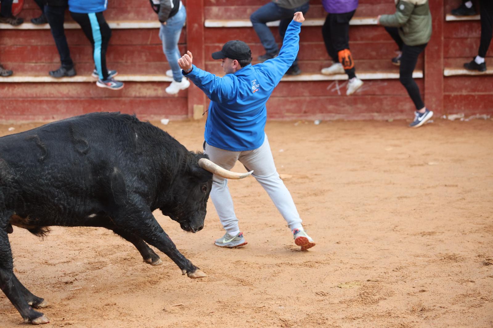 El Martes de Carnaval arranca en Ciudad Rodrigo con un divertido Toro del Aguardiente