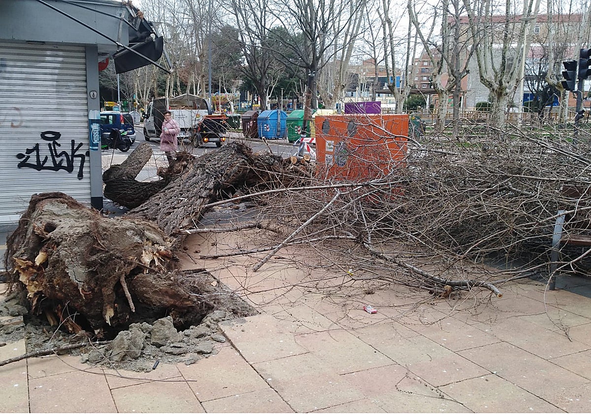 Uno de los árboles caídos el pasado día 8 de febrero en la capital salmantina.