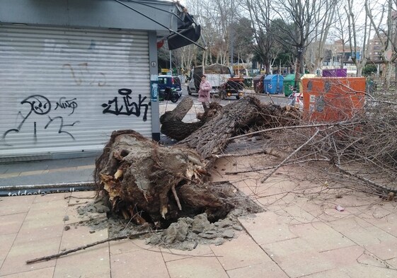 Uno de los árboles caídos el pasado día 8 de febrero en la capital salmantina.