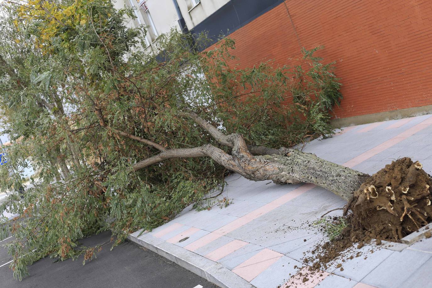 Los efectos de los temporales en Salamanca, en imágenes