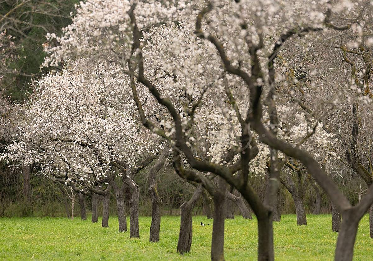 Imagen de archivo de los almendros en flor.