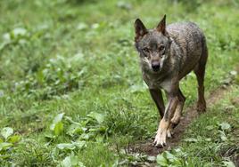 Un lobo Ibérico.