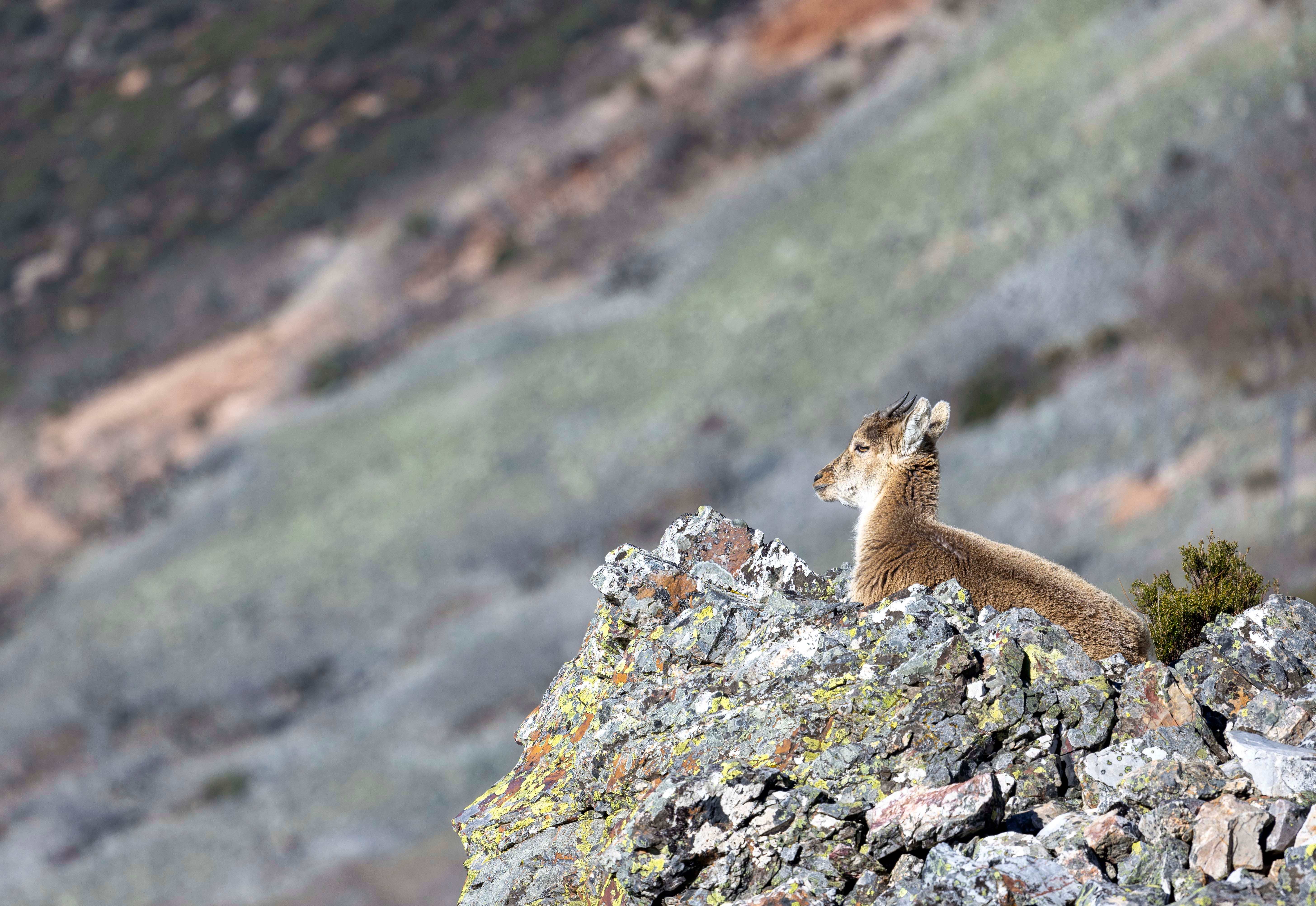 La cabra montesa, especie emblemática de Las Batuecas