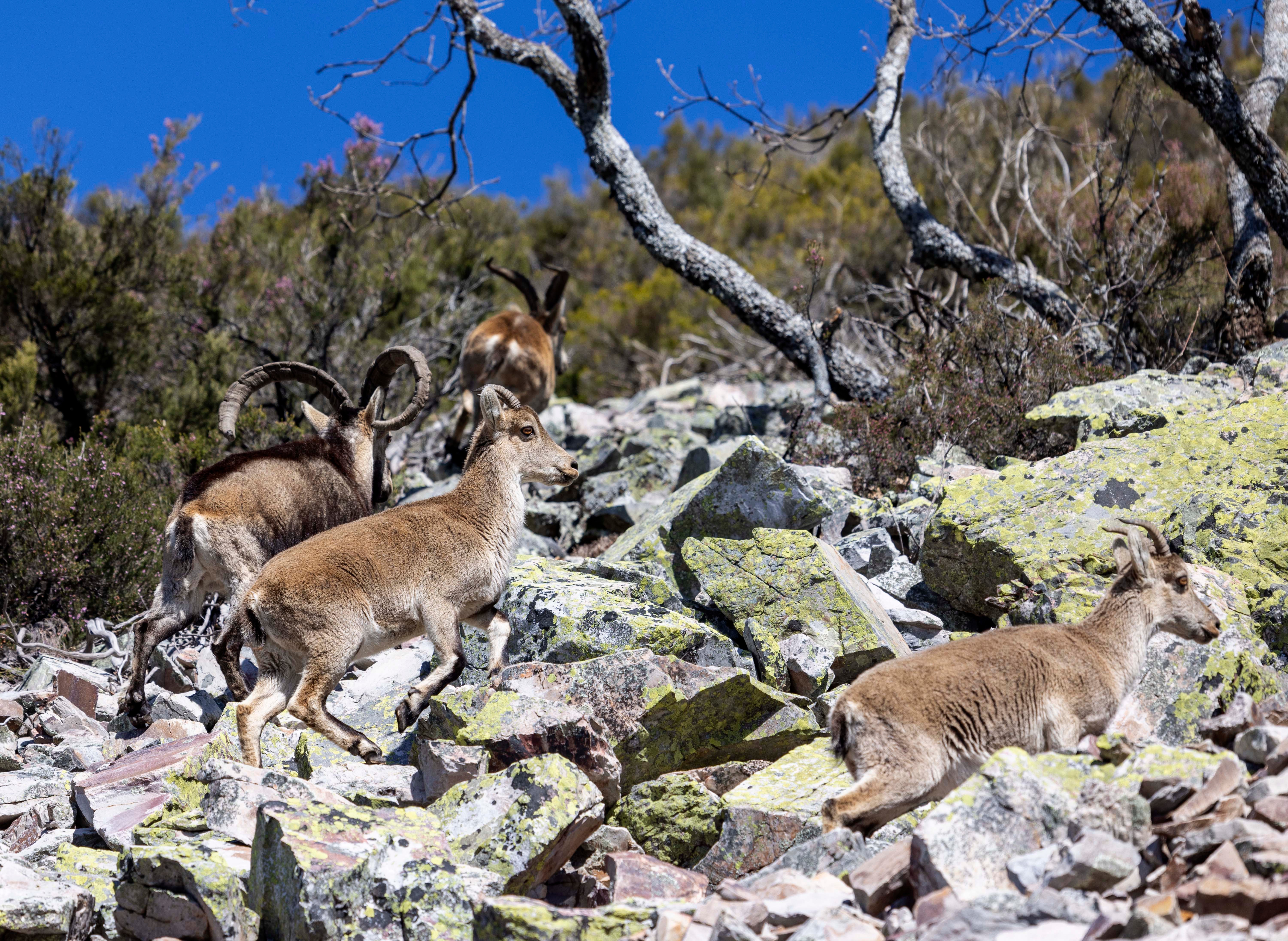 La cabra montesa, especie emblemática de Las Batuecas