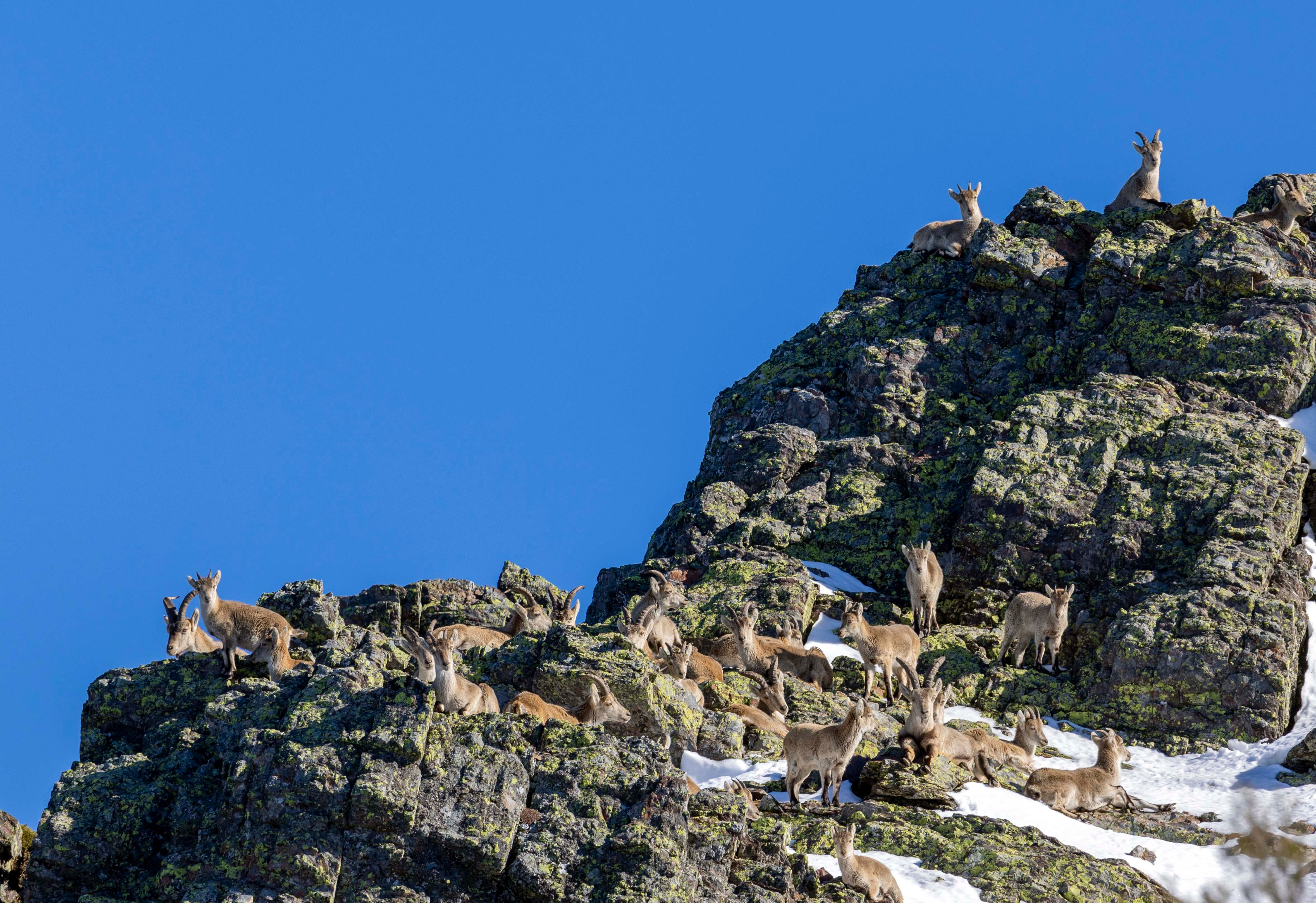 La cabra montesa, especie emblemática de Las Batuecas