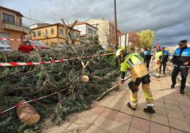 Retirada de un árbol caído en Ciudad Rodrigo.