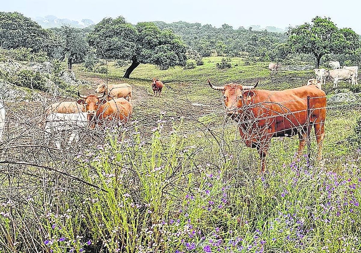 El ganado aprovecha el pasto en una finca de la localidad salmantina de Ituero de Azaba, Salamanca.