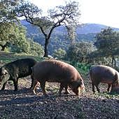 Confirmada la prisión por una estafa de 84.700 euros en una venta de 800 cerdos en Béjar