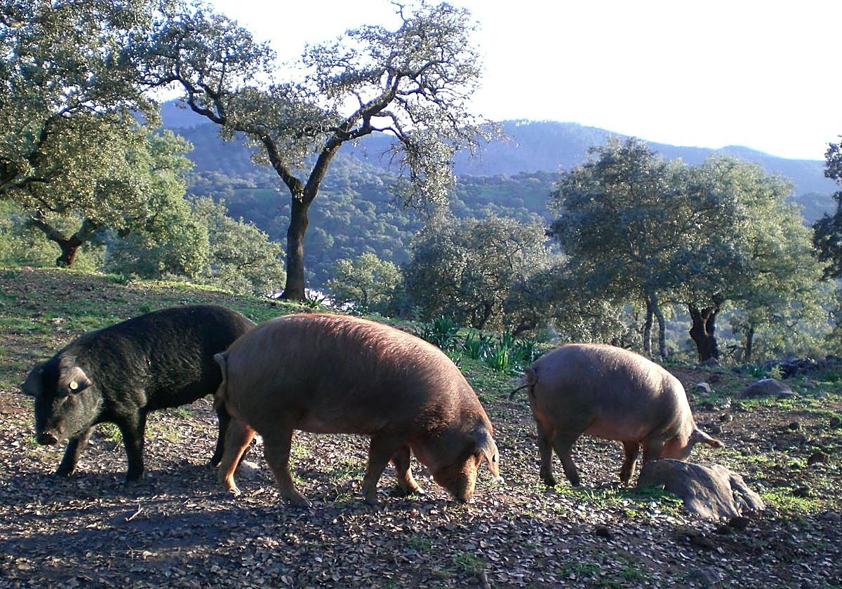 Varios cerdos, en el campo.