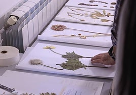 Plantas secas al servicio de la investigación