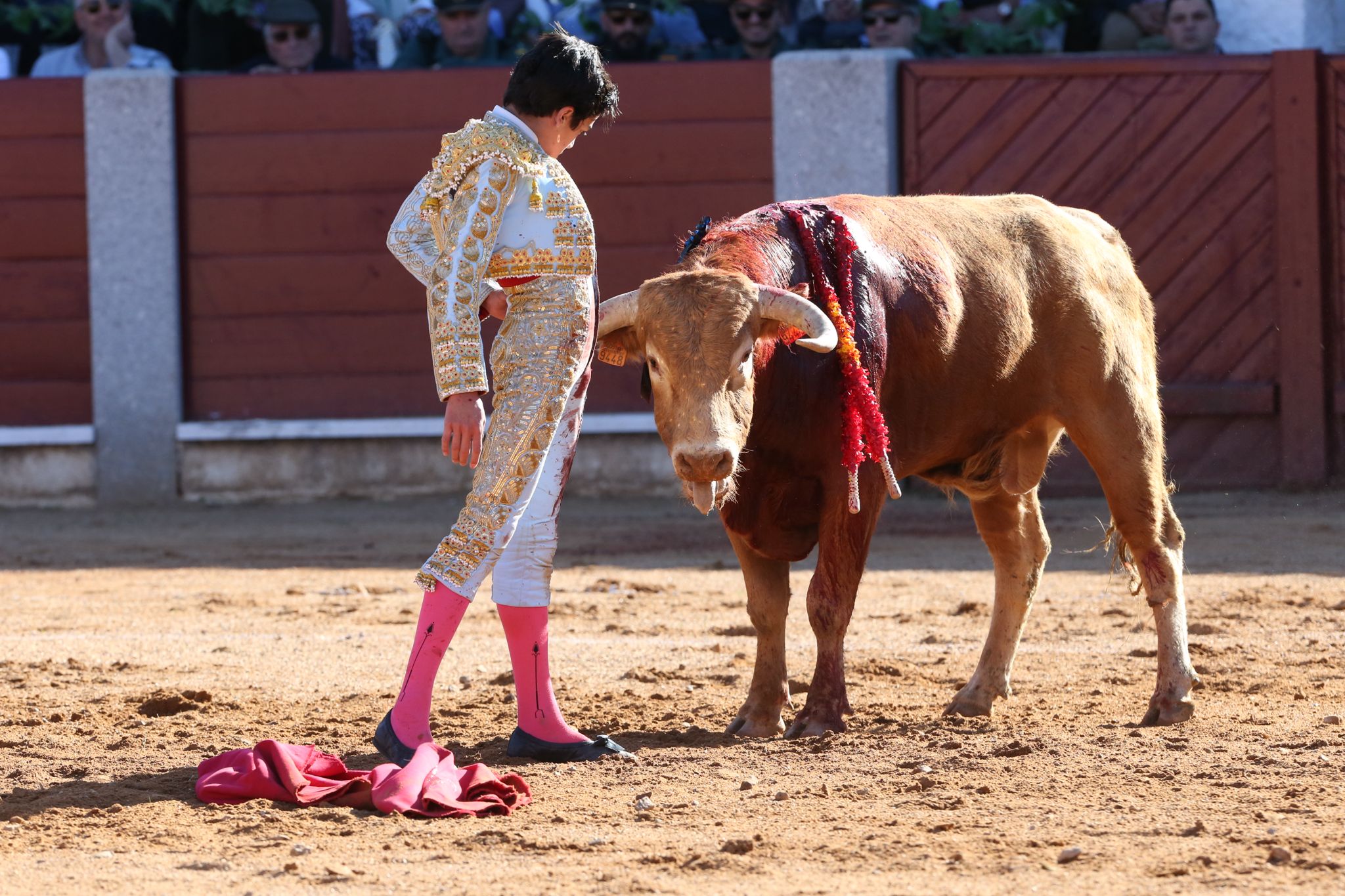 Puerta grande para Marco Pérez en una ilusionante tarde en Guijuelo