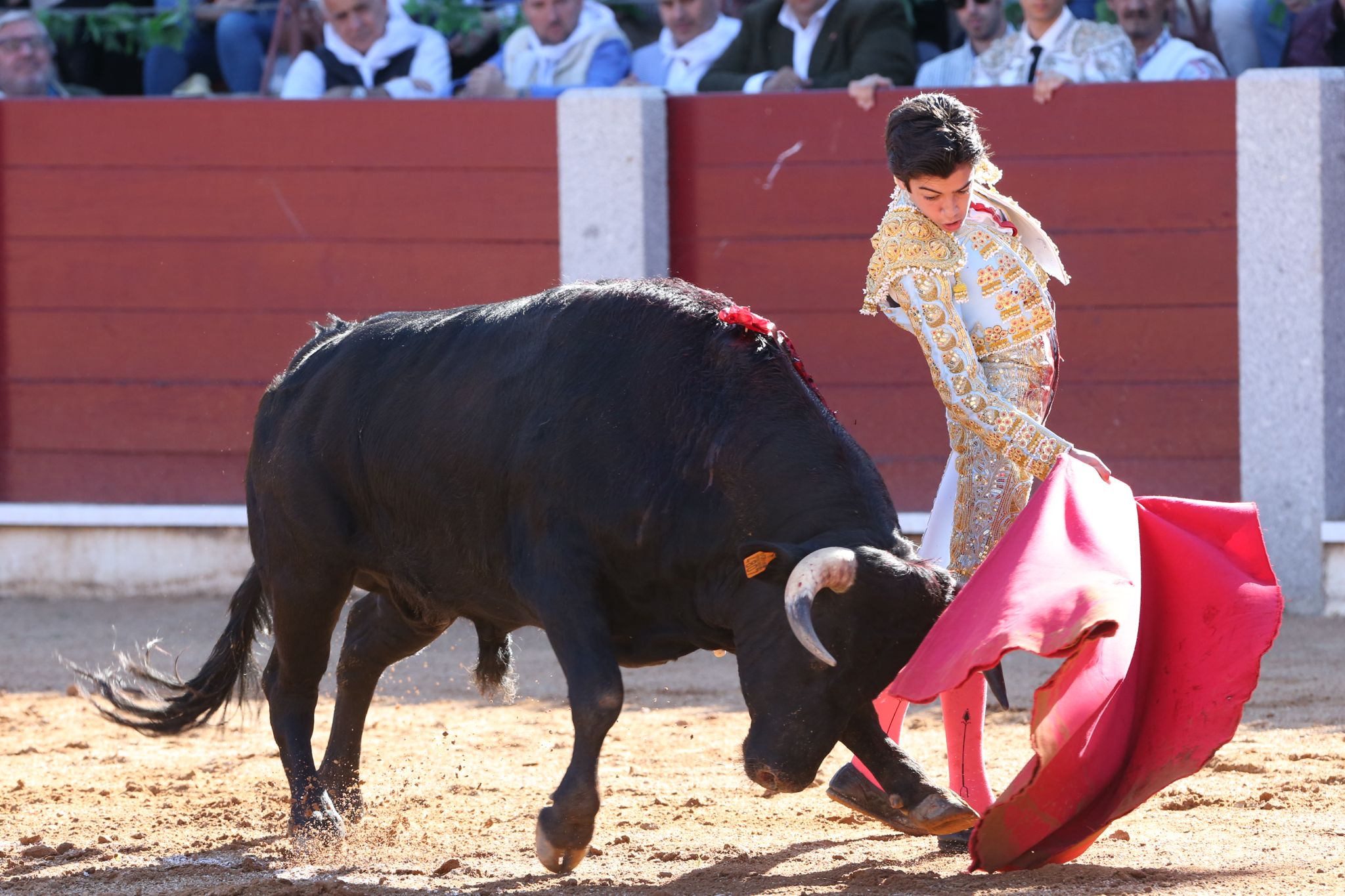 Puerta grande para Marco Pérez en una ilusionante tarde en Guijuelo