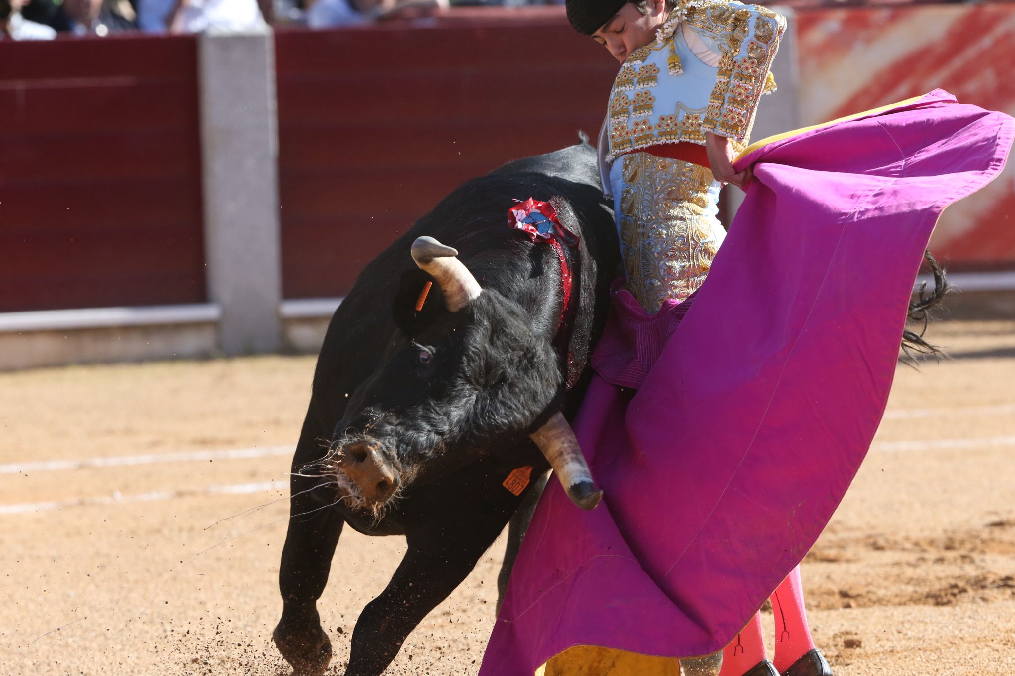 Puerta grande para Marco Pérez en una ilusionante tarde en Guijuelo