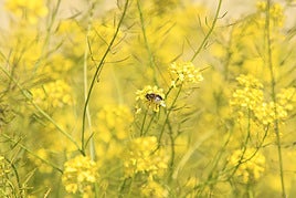 Una abeja entre flores.