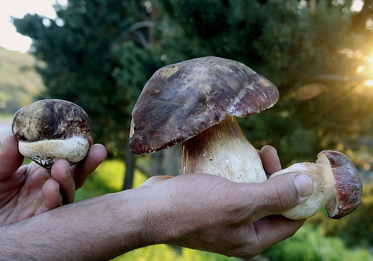 Ejemplares de boletusi edulis.