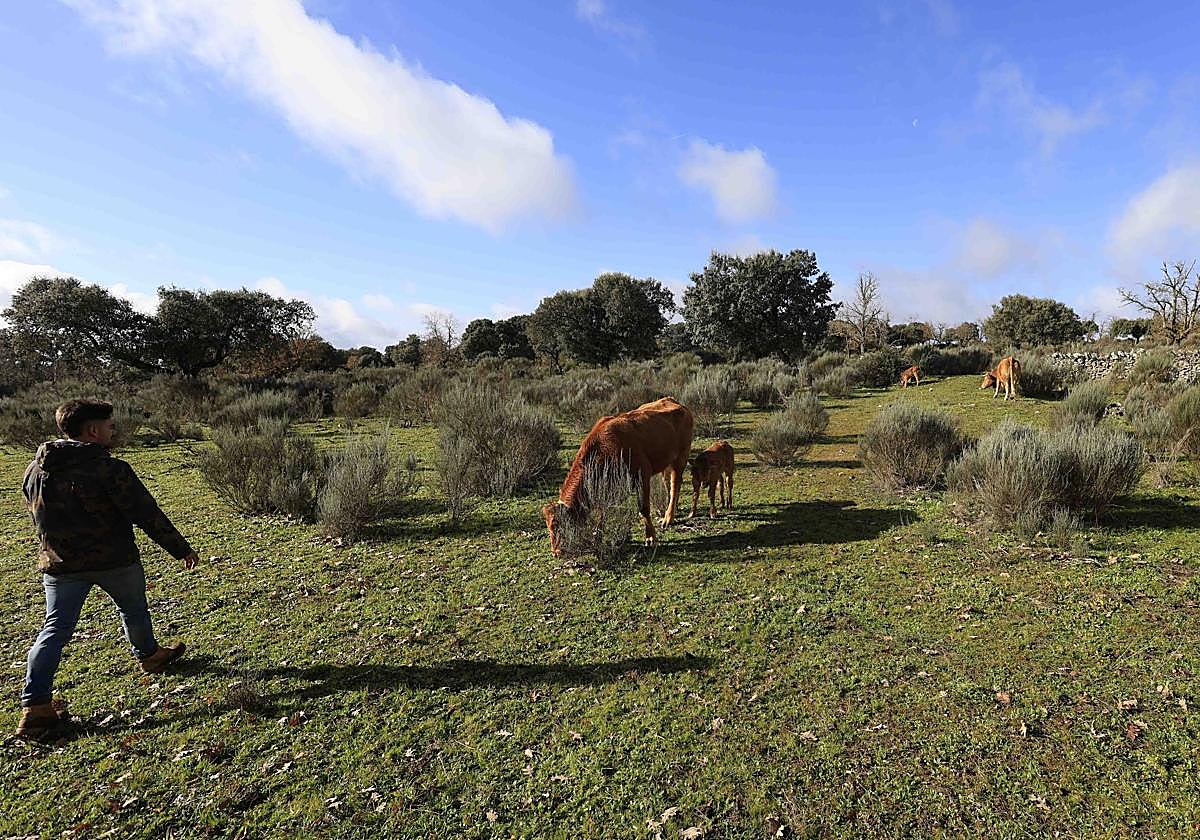 Gandería extensiva regenerativa.