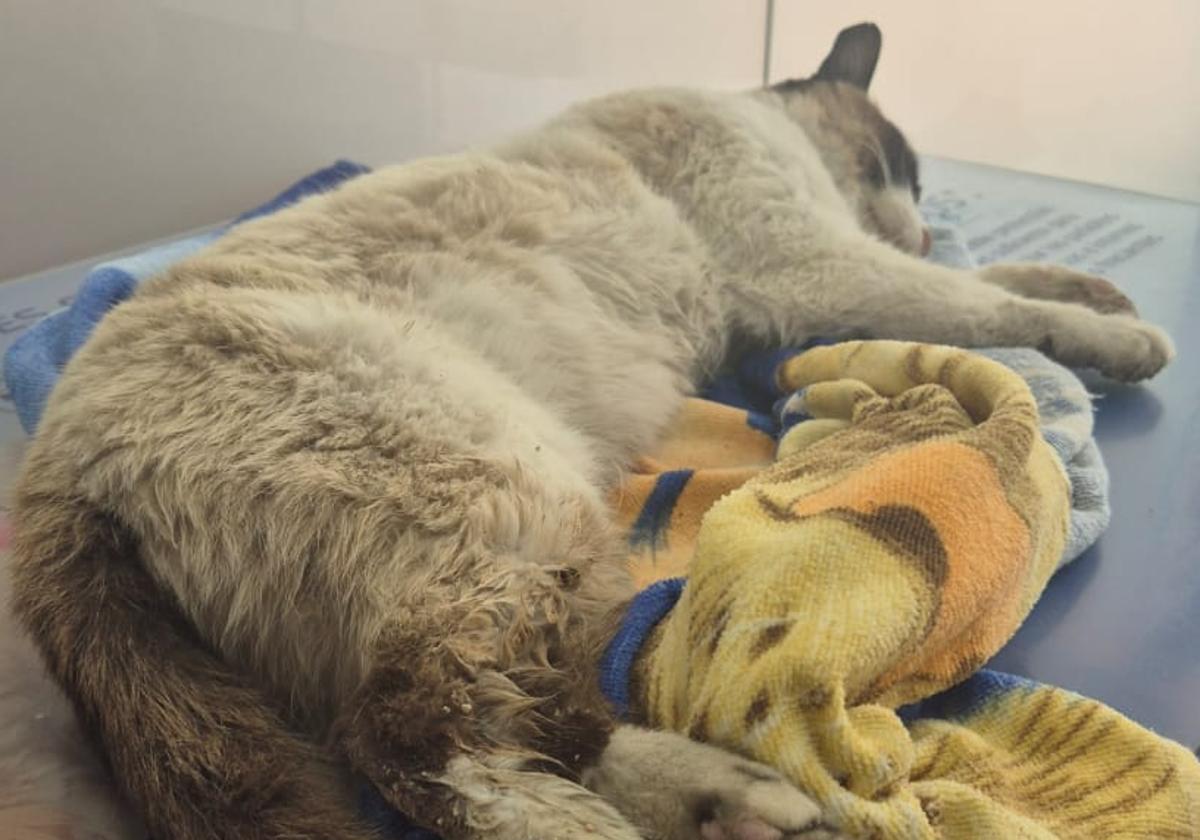 Piden ayuda para identificar a la persona que dispara a los gatos de Castellanos de Moriscos