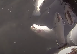 Imagen de la captura de peces en piscifactoría de Piszolla