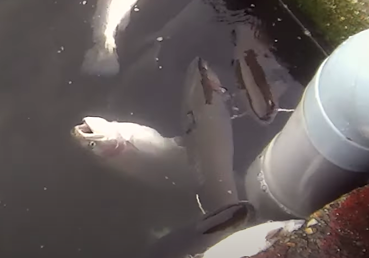 Imagen de la captura de peces en piscifactoría de Piszolla