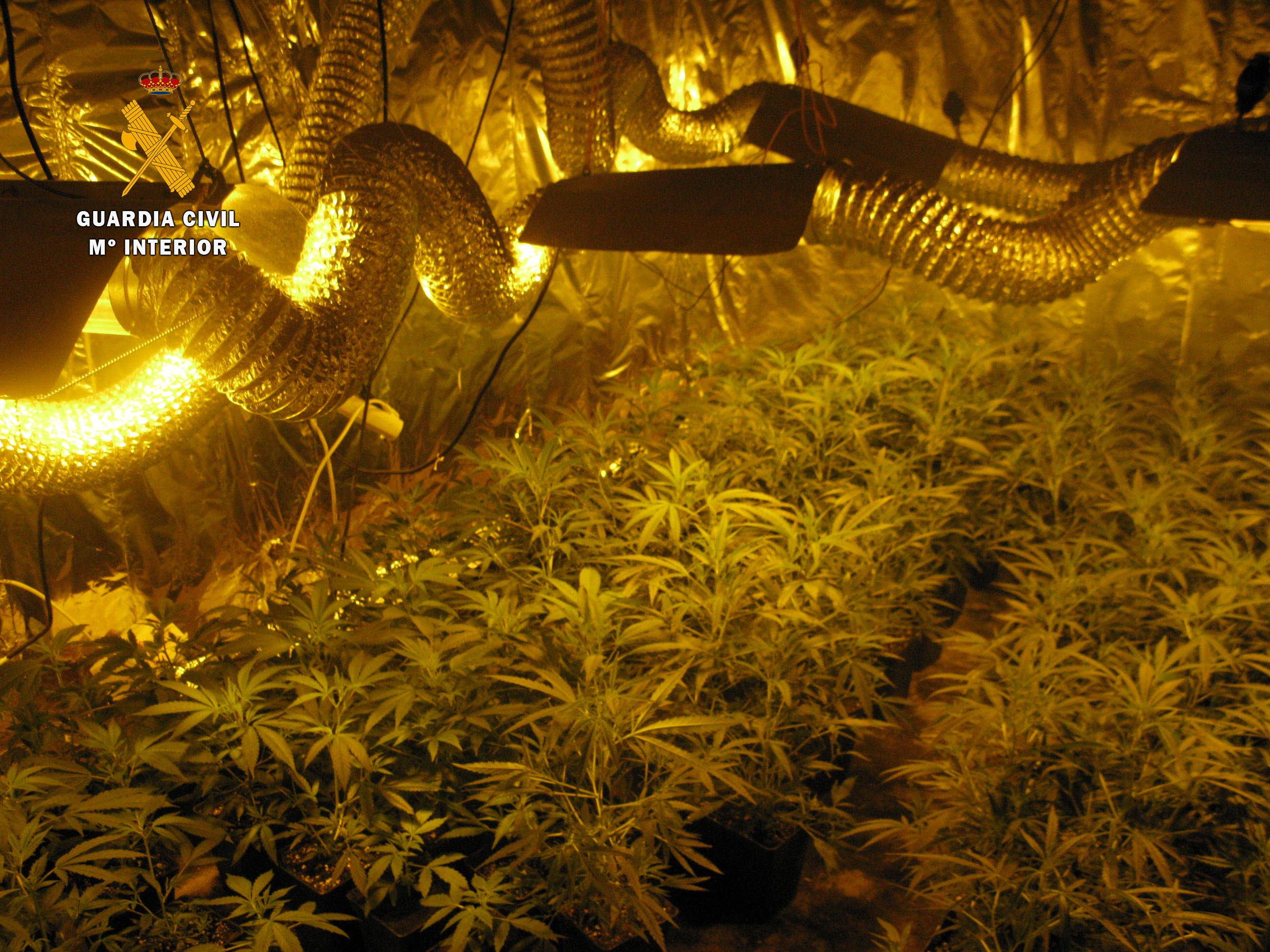 Imagen de archivo de una plantación de marihuana en el interior de una vivienda.