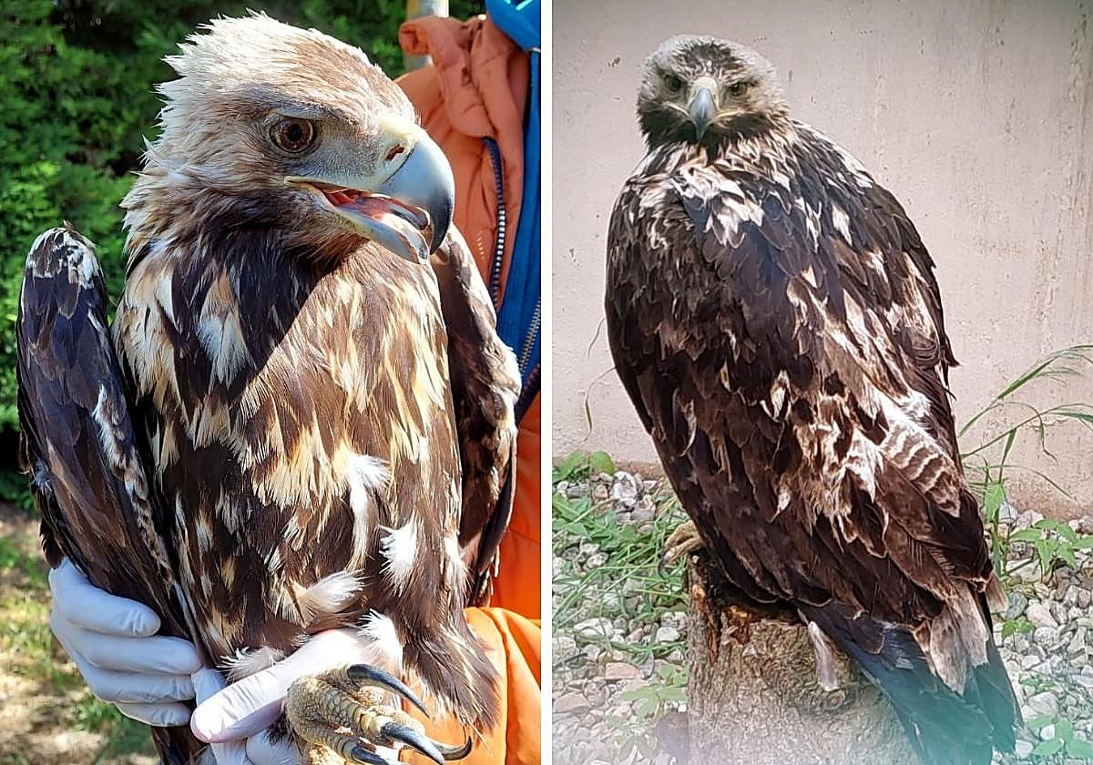 Liberada un águila imperial recogida en Las Dunas tras sufrir un traumatismo