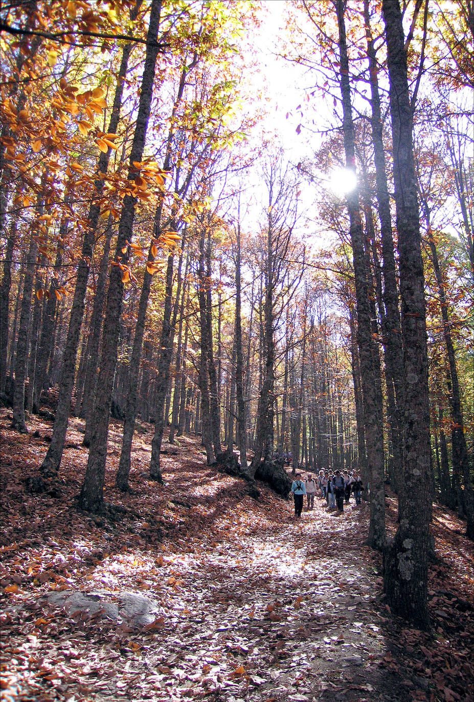 Interior del castañar de El Tiemblo.