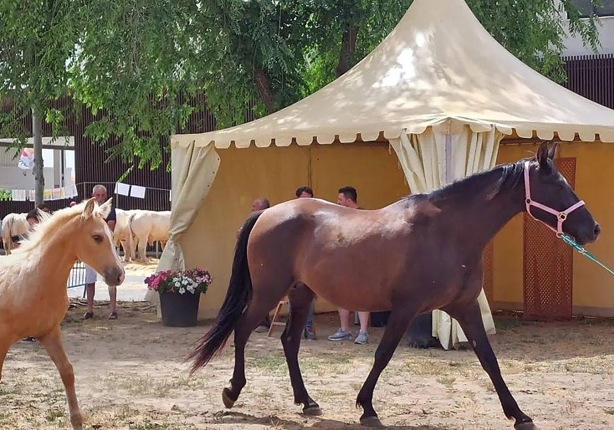 La tradicional Feria Agroganadera y Alimentaria de San Antonio en Alba de Tormes.