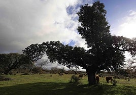 Animales en la zona de Vitigudino