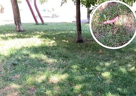 Lugar en el que se encontraron las salchichas supuestamente envenenadas el sábado en Pizarrales.