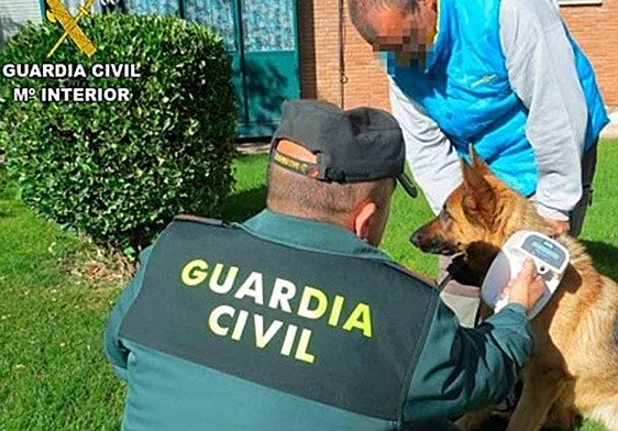 Agentes de la Guardia Civil, durante una intervención de la 'operación can'.