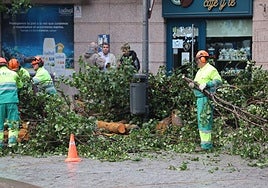 Los operarios talan un árbol de la Plaza del Oeste.