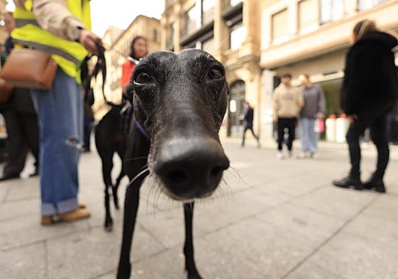 La jornada solidaria de Siempre Fiel y PACMA, en imágenes