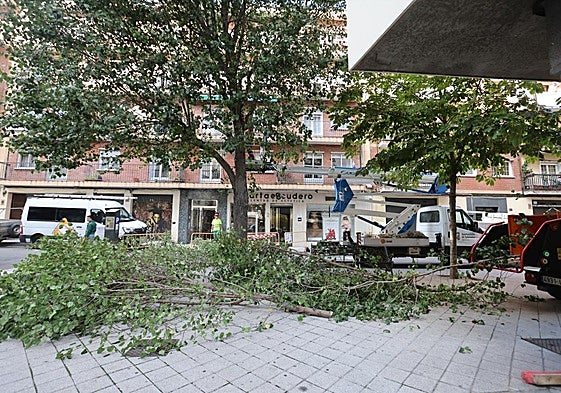 Árboles talados en el Barrio del Oeste