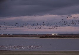 La invernada de las grullas en Riolobos