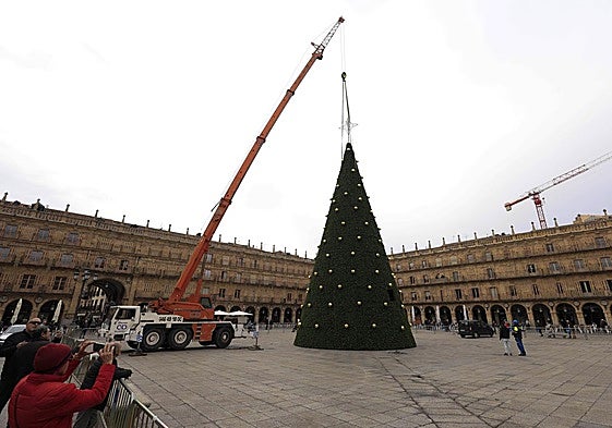 Instalación del árbol de Navidad en la Plaza Mayor