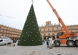 Los operarios colocan el árbol navideño que adornará la Plaza Mayor de Salamanca.