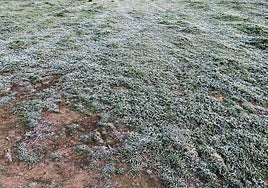 Imagen del campo helado.