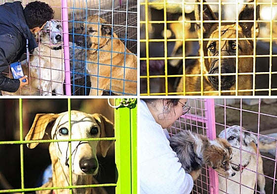 Varias fotos de perros en la protectora con algunas de las voluntarias.