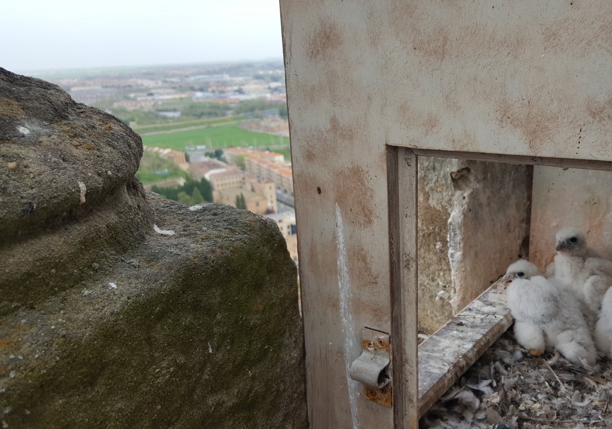 Imagen principal - Varios pollos de halcón peregrino nacidos en la Catedral Nueva.