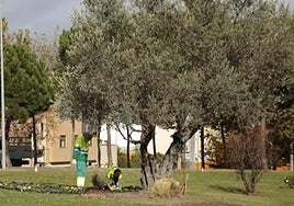 Trabajos de jardinería en Salamanca, en una imagen de archivo